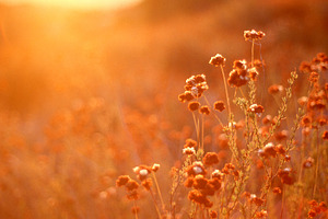 Drenched in golden sunshine