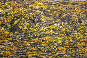Natural organic background