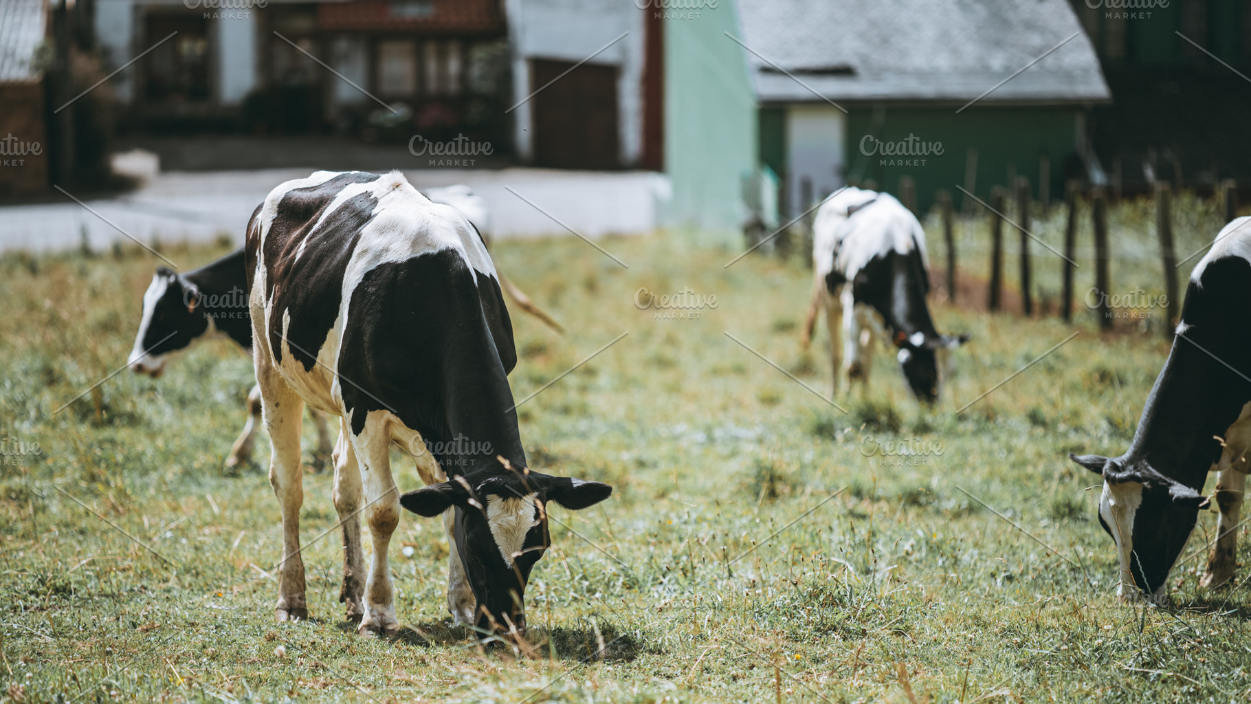Dairy Cows Grazing In Pasture, an Animal Photo by SkyNext