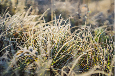 Winter morning frost on grass in, a Nature Photo by Elizaveta Galitskaya