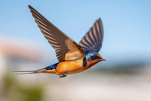 Swallow bird in flight against a blurred background, an Animal Photo by AlyaAnd