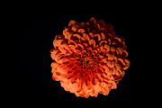 Moody Botanical Chrysanthemum Photos, a Nature Photo by Silent Nature (Thumbnail 2 of 6)