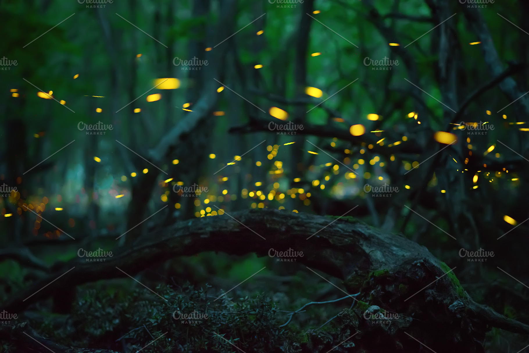 Firefly flying in the forest featuring fireflies, firefly, and forest, a Nature Photo by Flaviya85