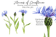 Flowers of Cornflower, a Decorative Illustration by cat_arch_angel (Thumbnail 3 of 7)