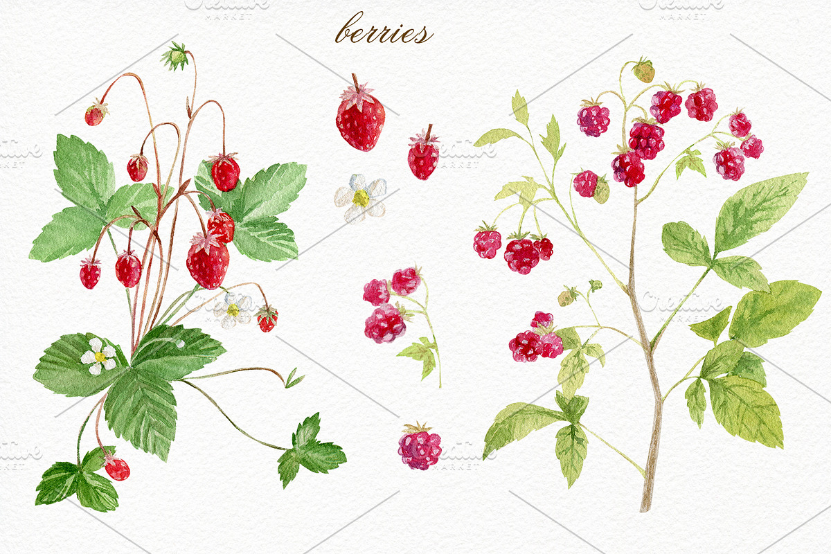 Forest watercolor designer toolkit, an Animal Illustration by Elegantia (Photo 11 of 28)