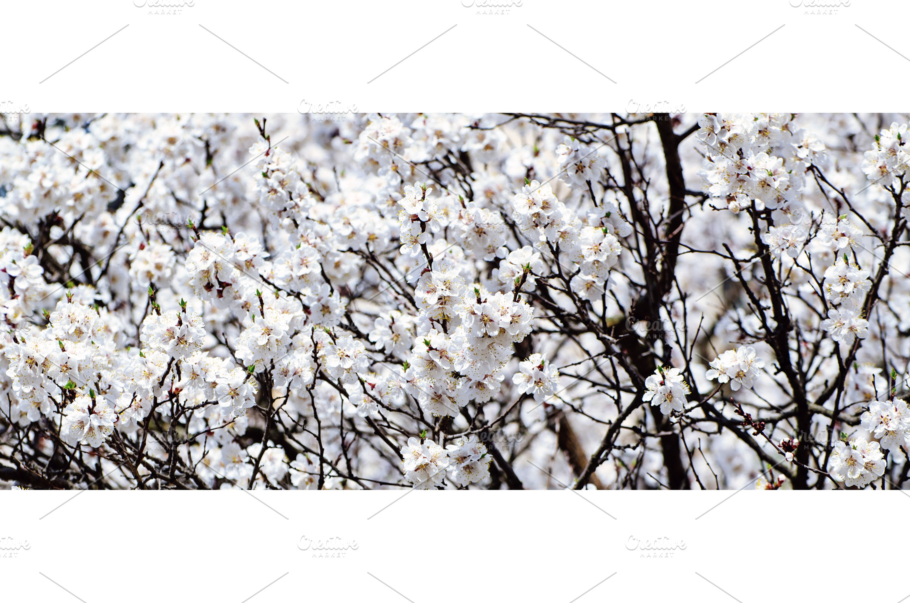 Apricot tree flower, a Nature Photo by Nature and travel