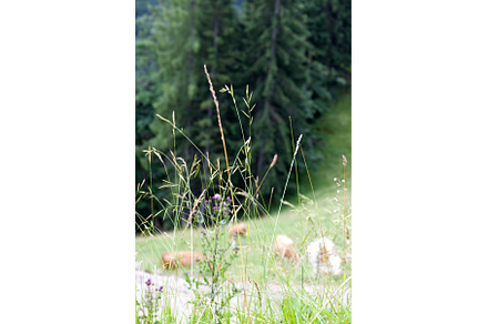 Nature thrives in Tyrol, Austria, an Animal Photo by Irina