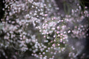 A Garden of Roses | Wedding, Events, a Nature Photo by Farewell (Thumbnail 29 of 41)
