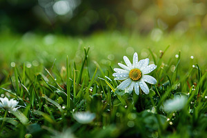 Chamomile flower in green grass, a Nature Photo by AlyaAnd
