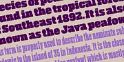 Akkordeon Slab, a Slab Serif Font by Emtype Foundry (Thumbnail 2 of 9)