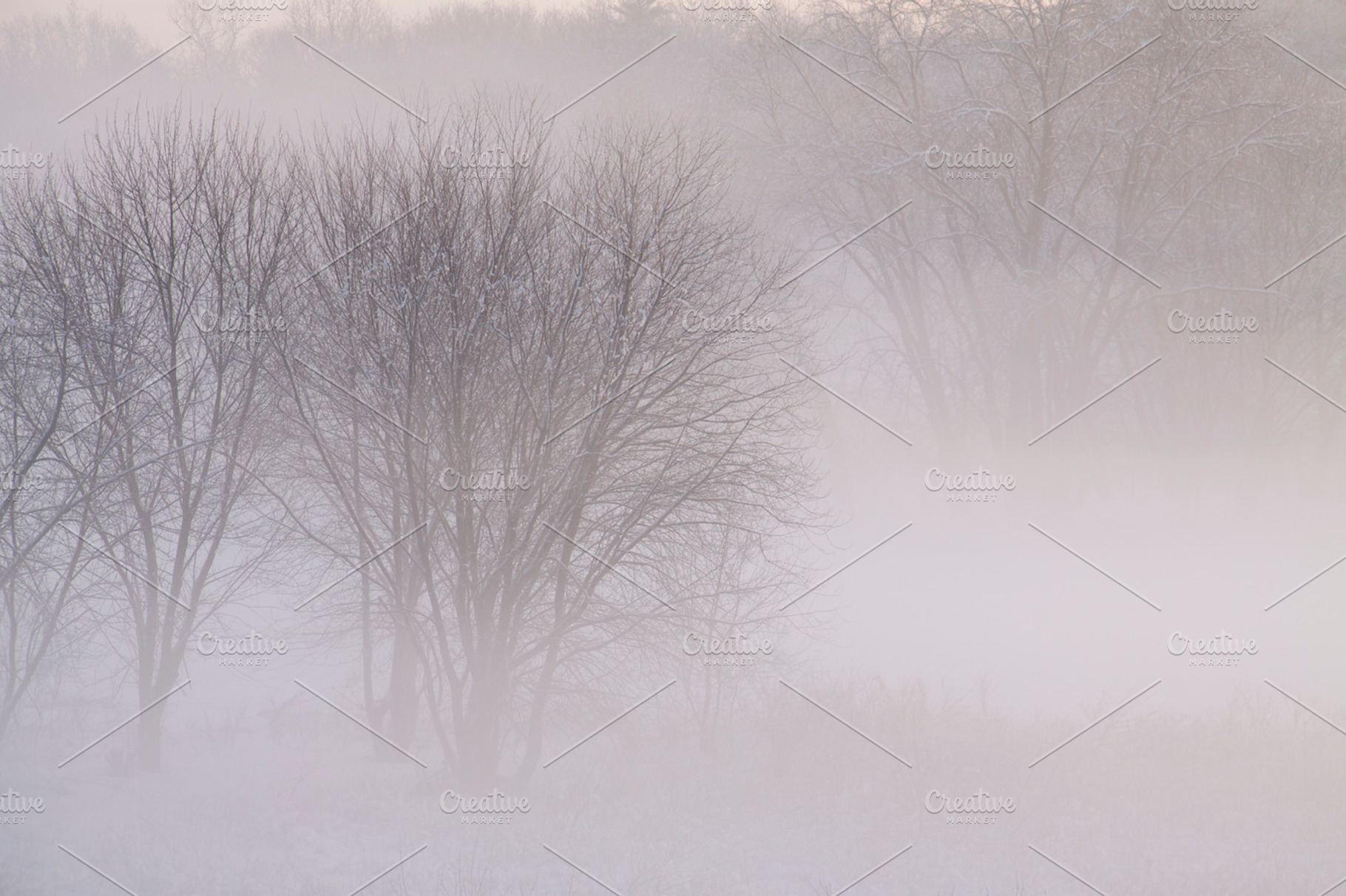 Trees In Morning Mist