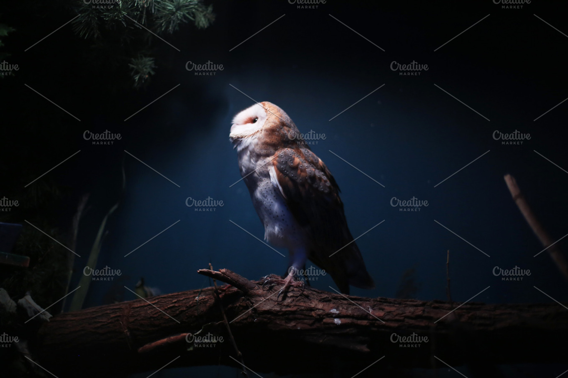 Barn owl, an Animal Photo by cristinalallare