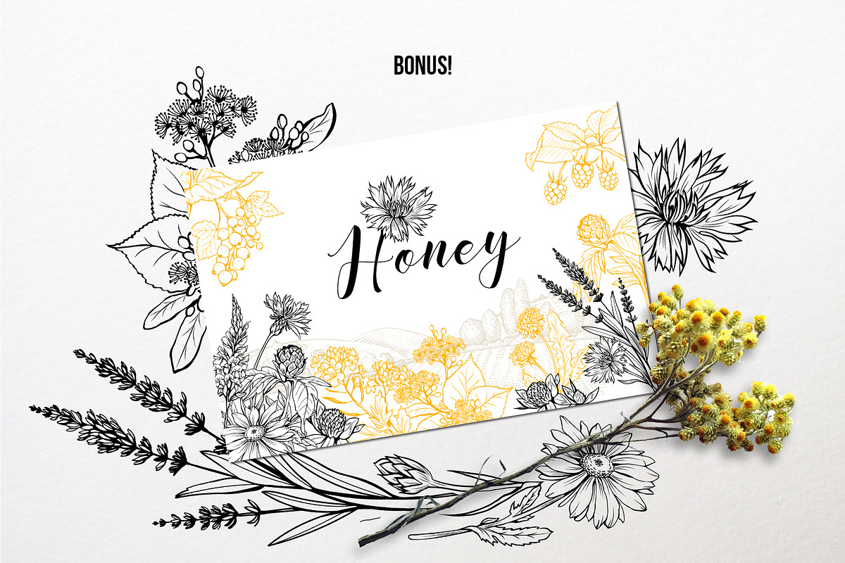 Honey Plants Engraving Collection, an Object Graphic by ilonitta (Photo 4 of 4)