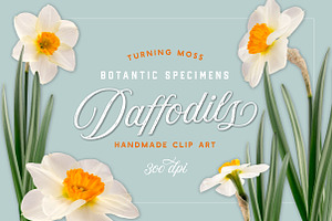 Daffodil Realistic ClipArt Specimens