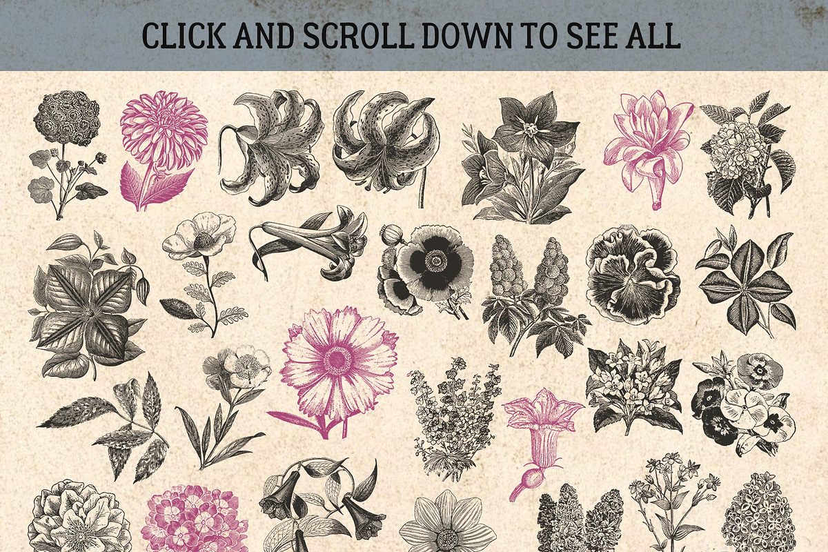 87% OFF Vintage Bundle - Free Update, an Animal Illustration by Brigantine Designs (Photo 17 of 21)