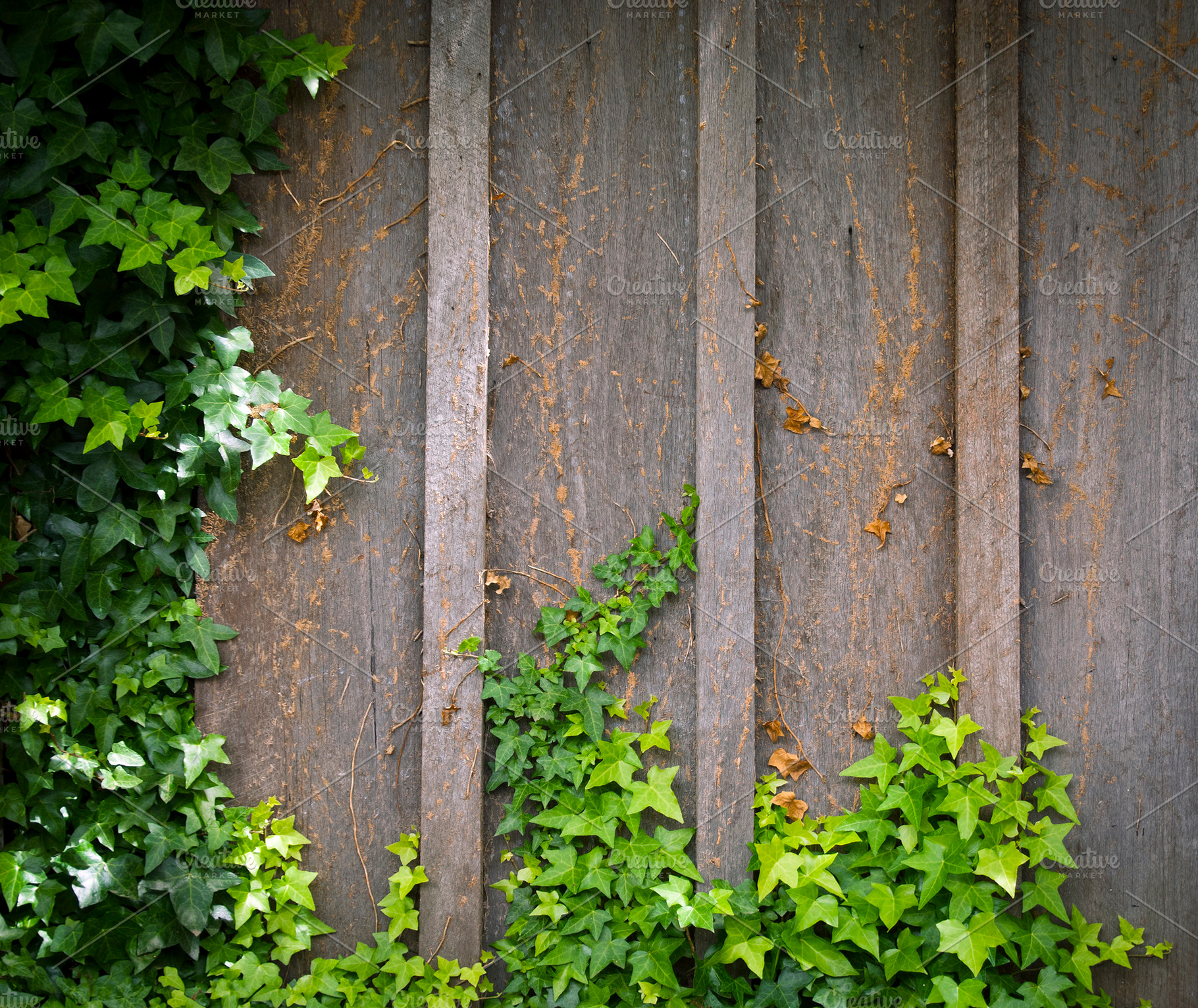 Ivy Wall Frame Background, a Background Photo by THP Creative