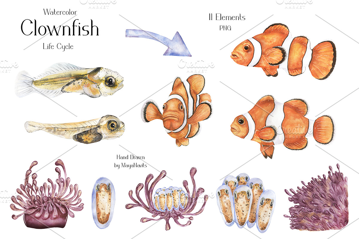 Watercolor Clownfish Life Cycle Set, an Education Illustration by MayaNavits (Photo 3 of 7)