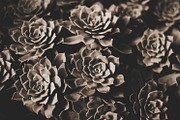 Dark green backgrounds, a Nature Photo by Alekseyliss (Thumbnail 2 of 10)