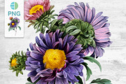 Flowers Aster Purple Clipart Vintage, an Illustration by Enliven Designs (Thumbnail 1 of 9)