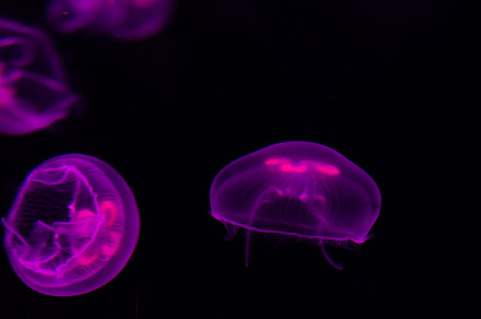 Group of light purple jellyfish containing animal, aquarium, and blue