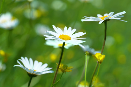 Camomiles, a Nature Photo by Vapi