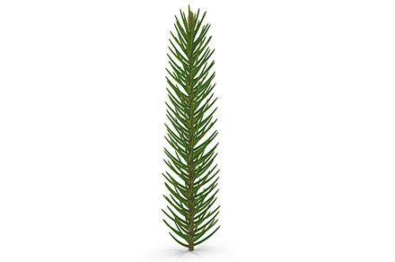 Spruce Branch Single