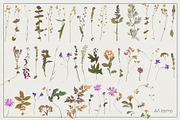 Herbarium Pressed Herbs PNG Set, a Decorative Illustration by dlinnaya (Thumbnail 6 of 6)