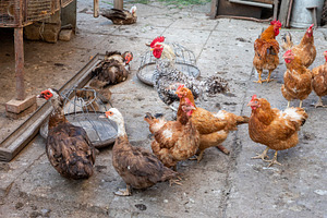 Chickens in Farmyard, an Animal Photo by Ales Munt