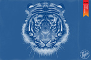 FIGHTER - Tiger vector illustration, an Animal Illustration by Artistic & Unique (Thumbnail 4 of 17)