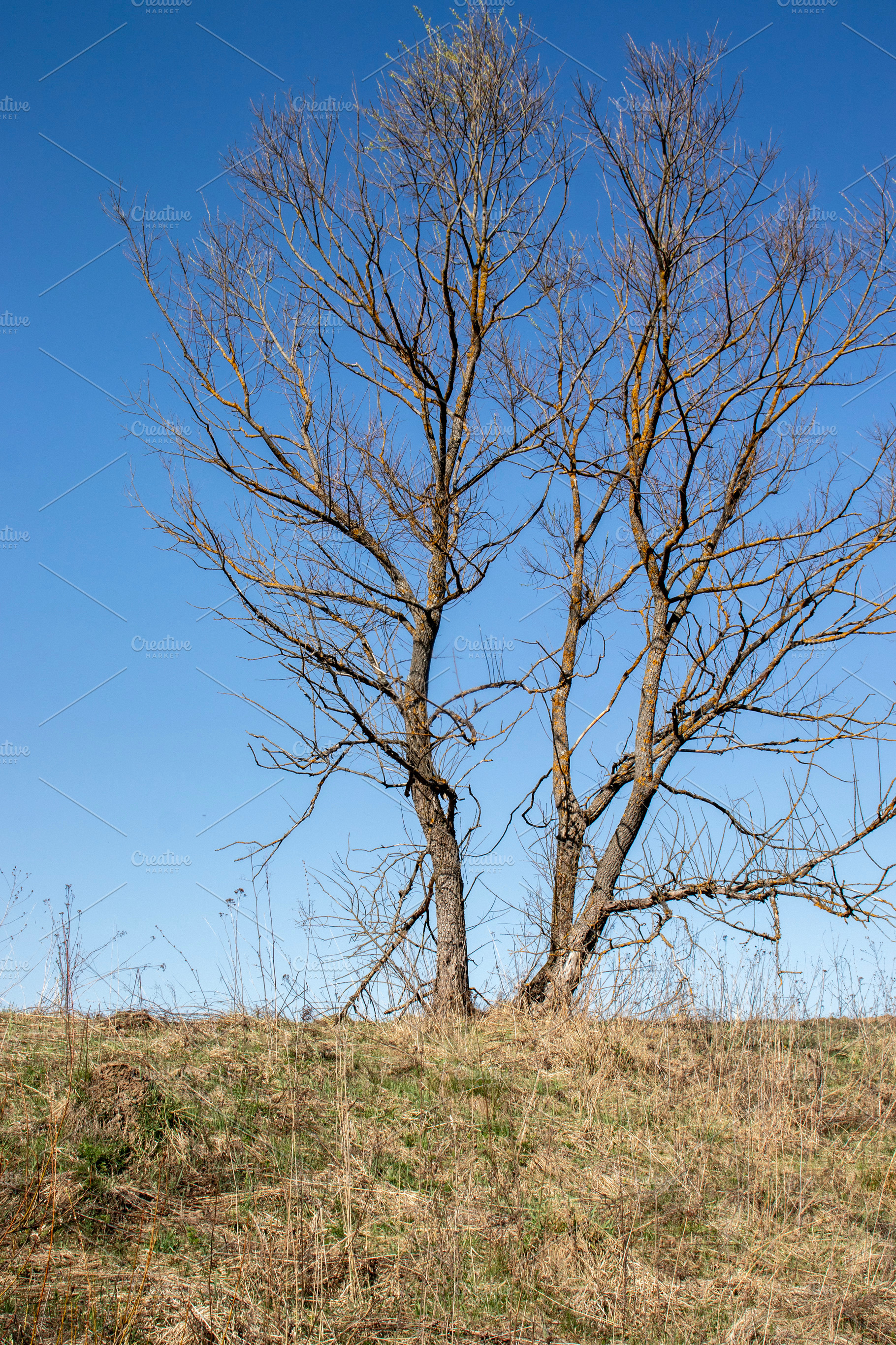 Tree standing on slight slope covere, a Nature Photo by Schreibikus