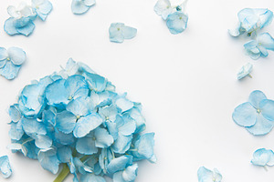 Blue hydrangea bouquet and scattered petals on white background, a Nature Photo by Olena Rudo