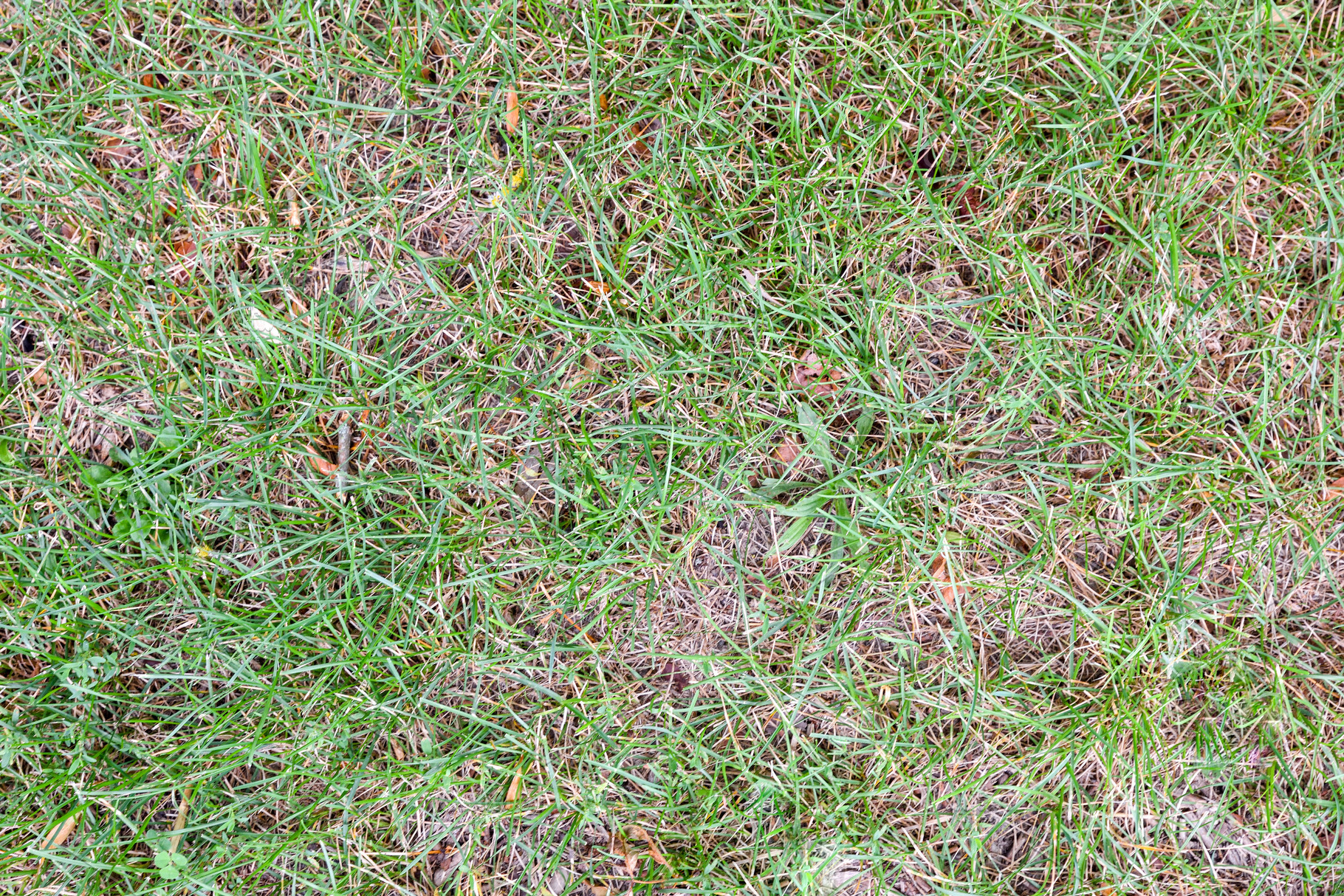 Grass texture in the field with green and brown leaves, a Nature Photo by Davizro's Market