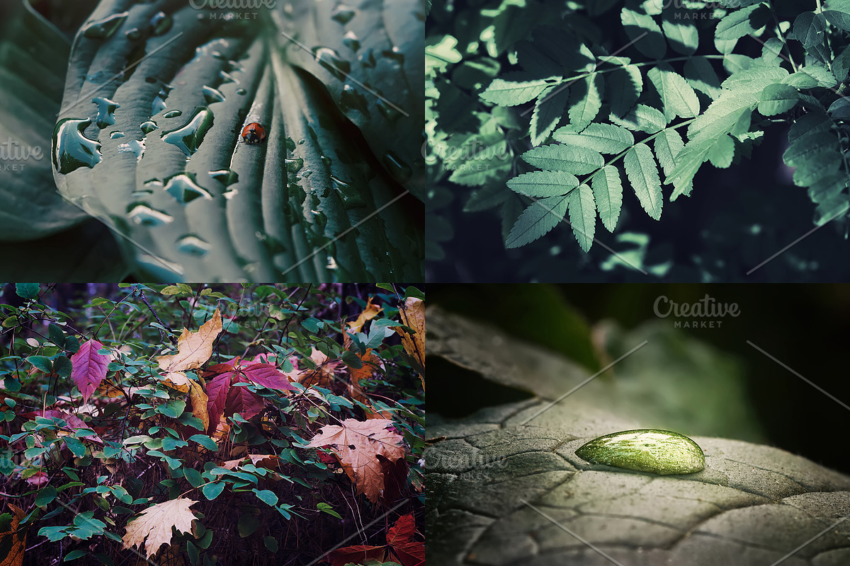 Green leaves Bundle, a Nature Photo by Vladimir Kazimirov (Photo 7 of 10)