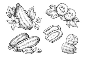 Set of zucchini vegetables.Vector, a Food Illustration by Elegant Solution