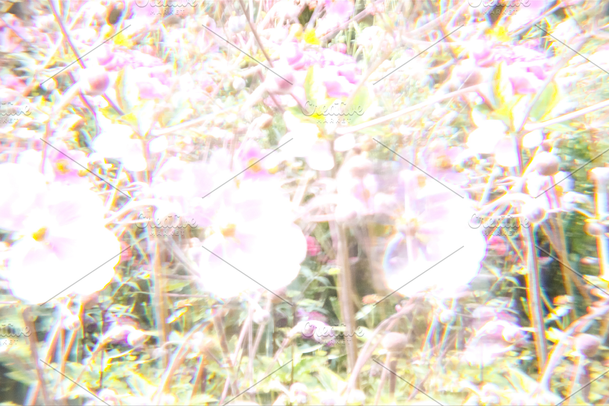 Dreamy, Ethereal Flower Photo Bundle, a Nature Photo by AmandaFagan (Photo 7 of 13)