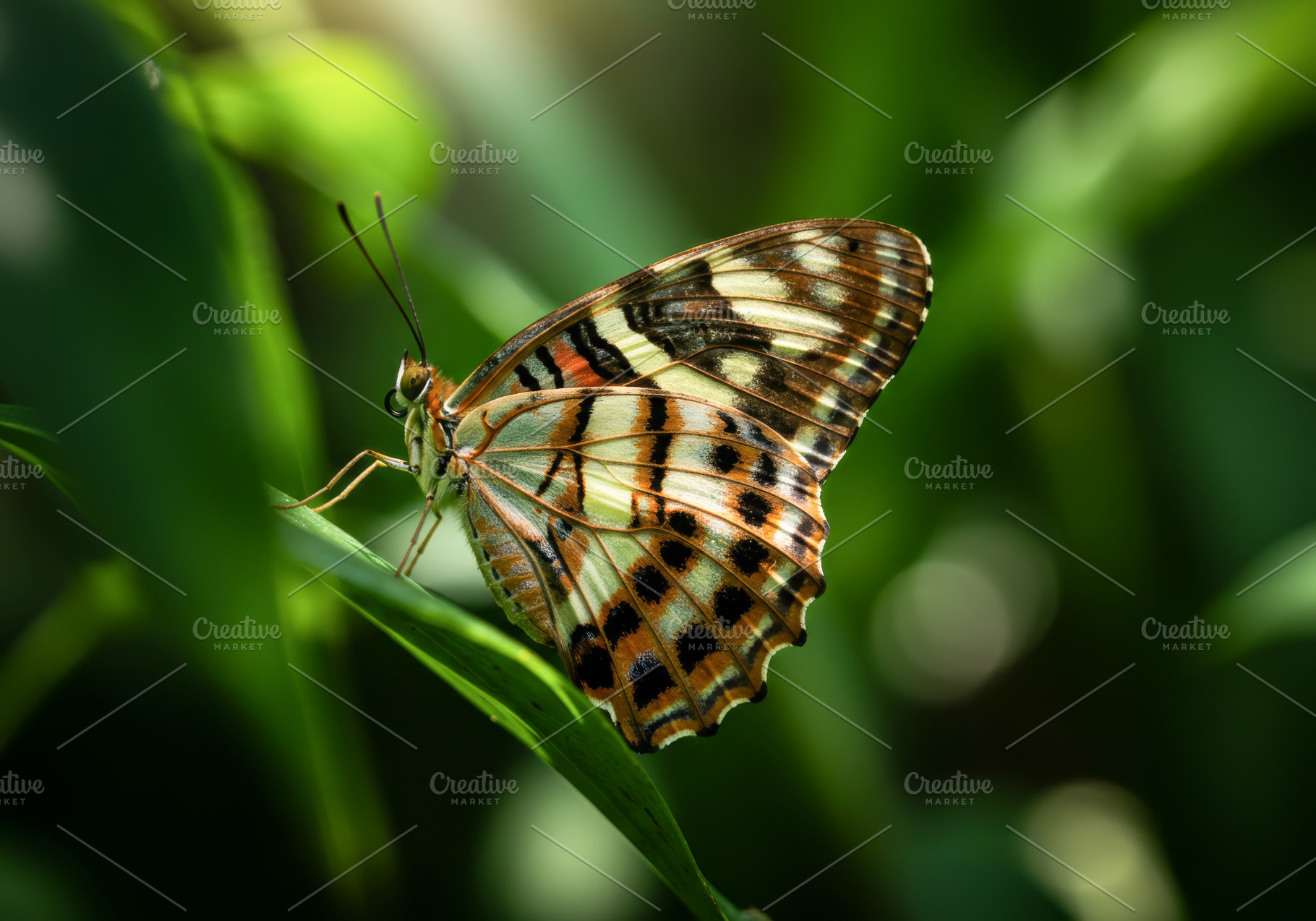 Colorful butterfly perched on green, a Nature Photo by professorinc