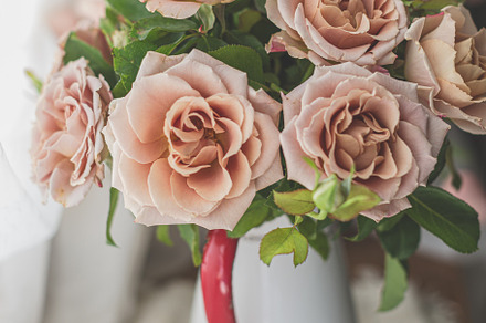 Honey Dijon Garden Roses