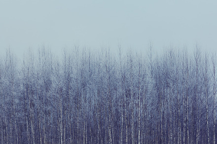 Birch trees. Snow covered