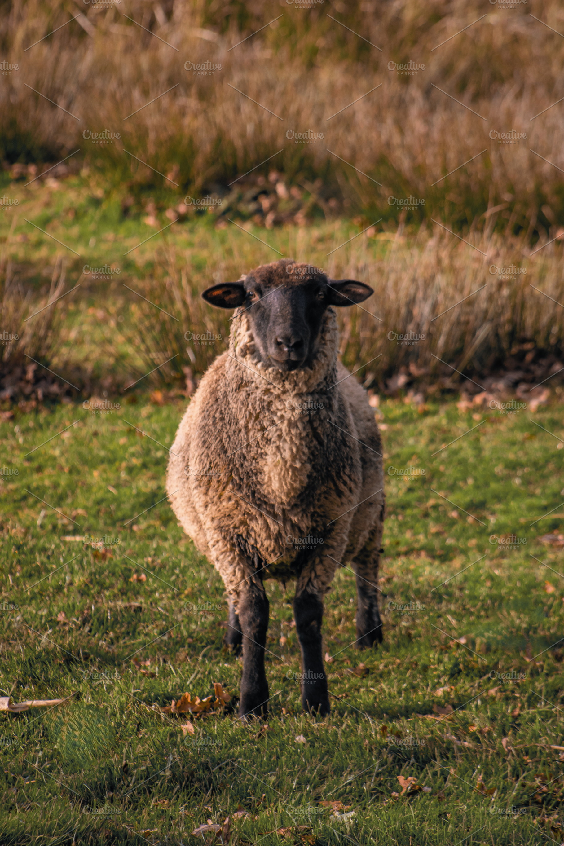 Sheep #2, an Animal Photo by jakub_kopecky