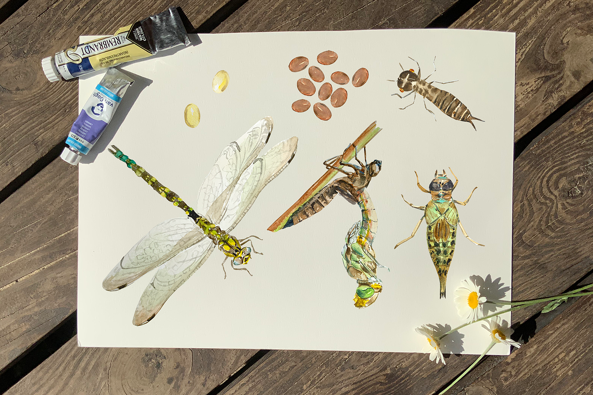 Dragonfly Life Cycle Clipart & Print, an Education Illustration by Tati Bordiu (Photo 2 of 4)