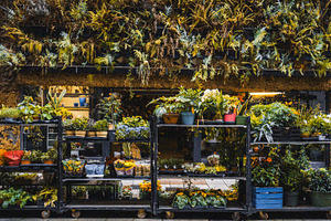 Colorful flower shop plants, a Business Photo by SkyNext
