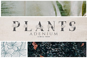 Adenium Font + Gold & Rose Gold Foil, a Sans Serif Font by Graphicfresh (Thumbnail 5 of 8)