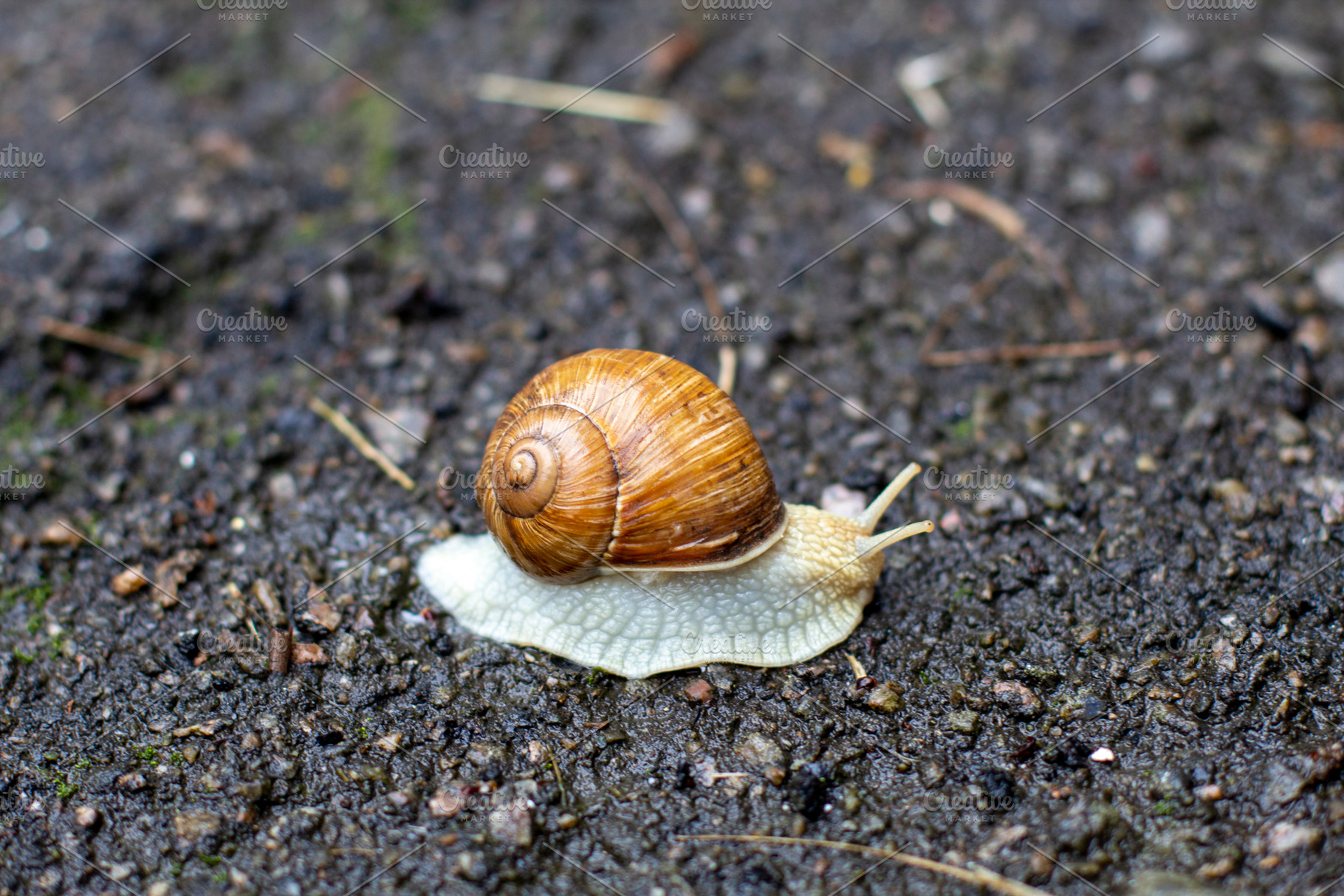 Snail close up. cochlea., an Animal Photo by Anno Urbis