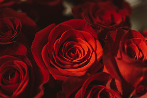 Red roses stock photo containing rose and roses