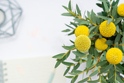 The Blooming Beautiful Bundle, a Books & Magazine Mockup by Peppermint &Tea (Thumbnail 5 of 7)
