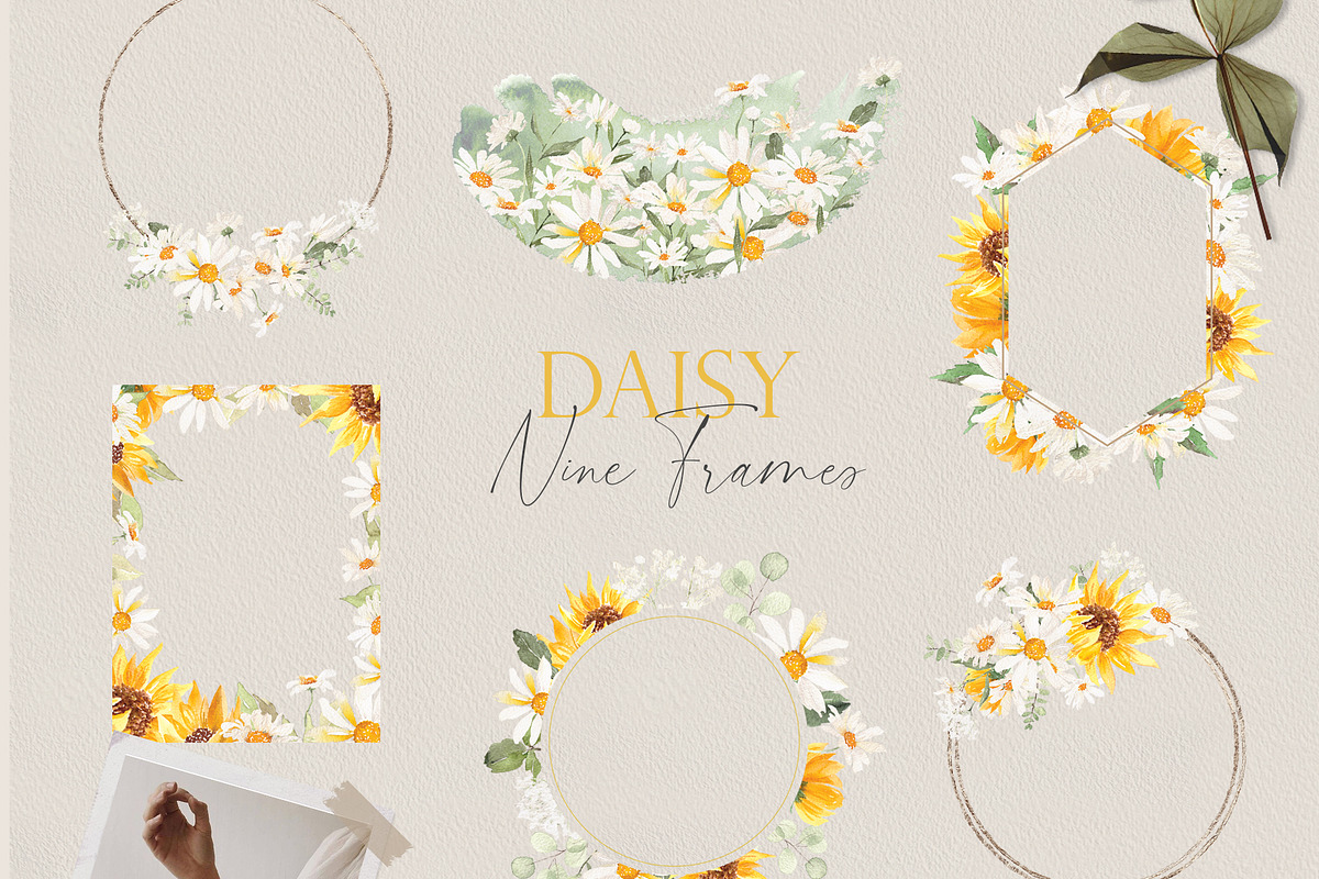 Watercolor flower - Daisy Set, an Illustration by Beigetime (Photo 5 of 10)