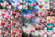Pretty Flower Preset Bundle, a Plug-in Add-On by Jana Mänz Photography (Thumbnail 5 of 5)