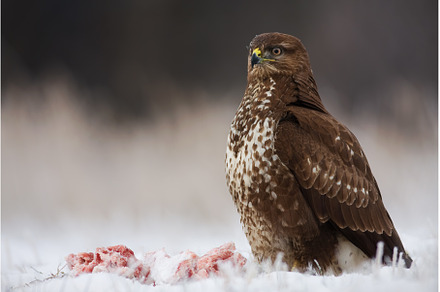 Common buzzard sitting on snow next