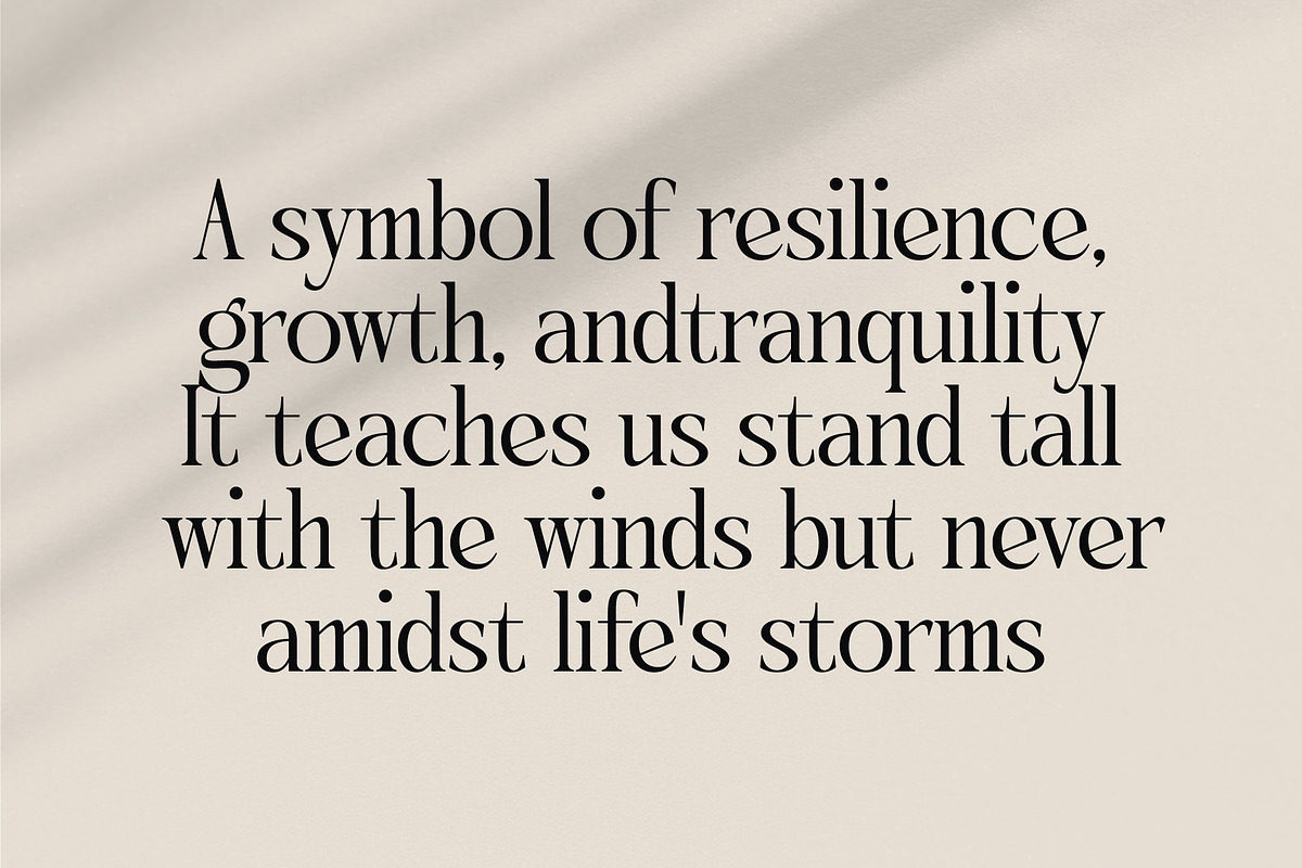 Qinfolk - Elegant Serif Font, a Serif Font by timelesstype.co (Photo 11 of 20)