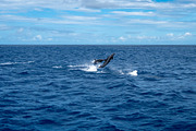 Dolphins jumping near Tahuata, Marquesas Islands, French Polynes, an Animal Photo by GoodGoods (Thumbnail 1 of 4)